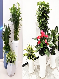 领略宁波镇海花木租摆公司的独特绿植魅力！